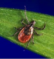 Ixodes scapularis